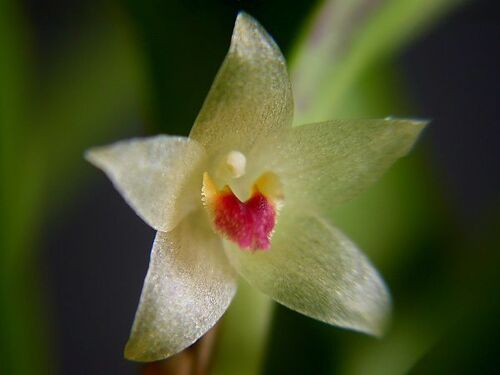 Tricolor Orchid