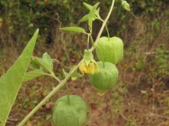 Physalis longifolia longifolia