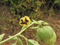 Physalis longifolia longifolia