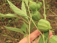 Physalis longifolia longifolia