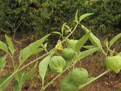 Physalis longifolia longifolia
