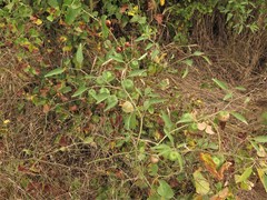 Physalis longifolia longifolia