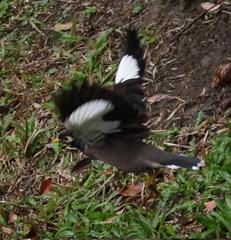 Acridotheres tristis