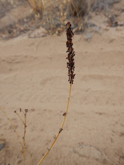 Crematogaster melanogaster