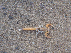 Uroplectes planimanus