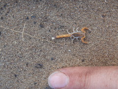 Uroplectes planimanus