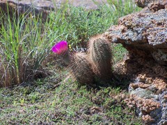 Echinocereus reichenbachii baileyi