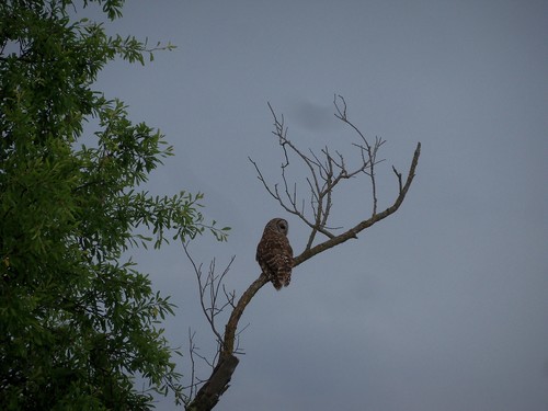 Barred Owl photographed in Oklahoma