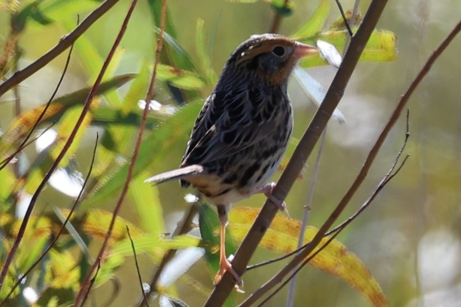 Ammospiza leconteii (Audubon, 1844)