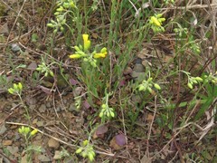 Physaria filiformis