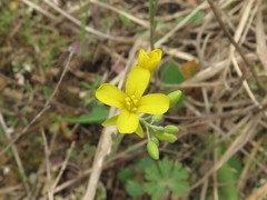 Physaria filiformis