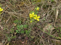 Physaria filiformis