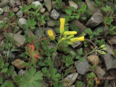 Physaria filiformis