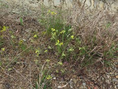 Physaria filiformis