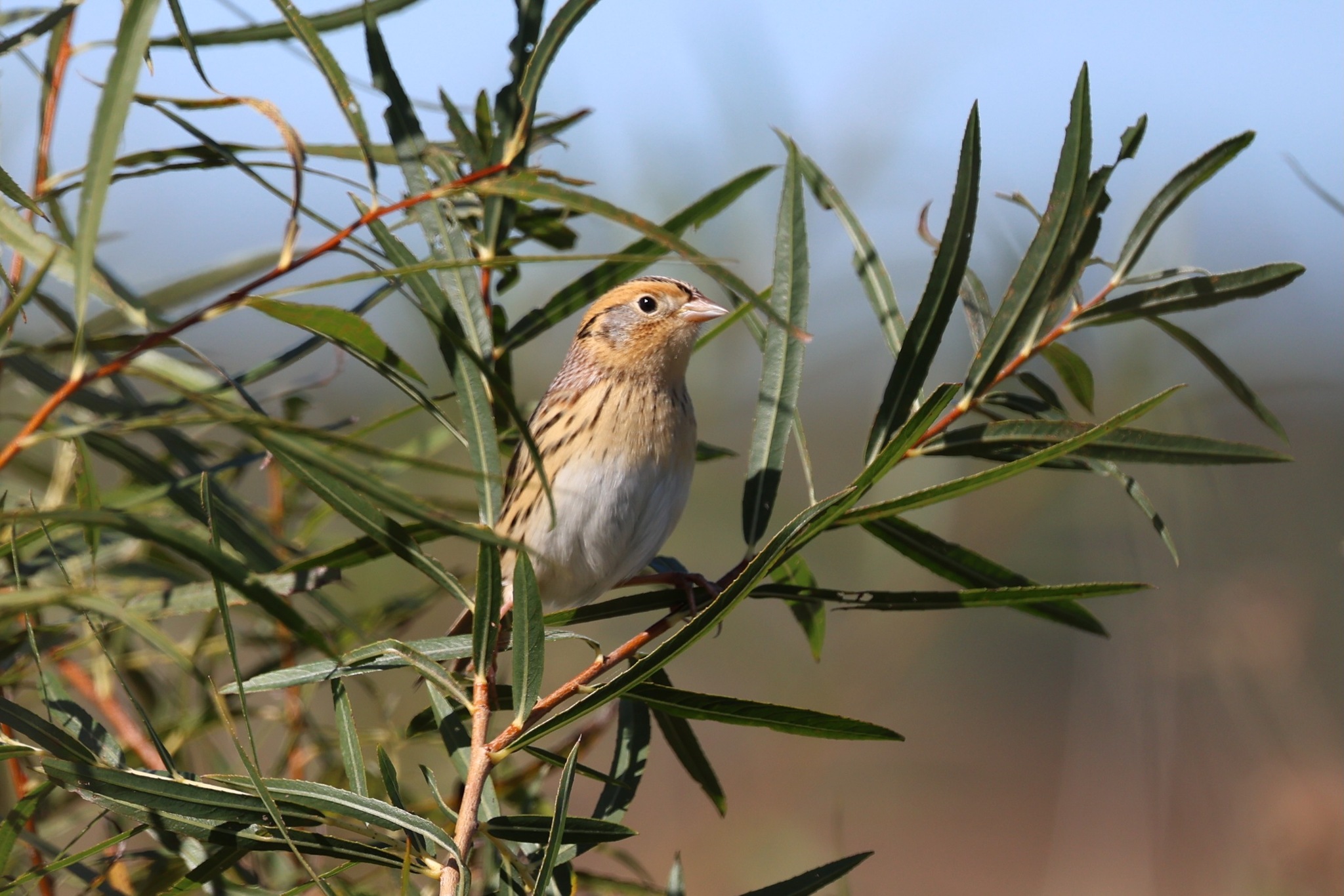 Ammospiza leconteii (Audubon, 1844)