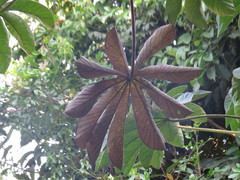 Cecropia