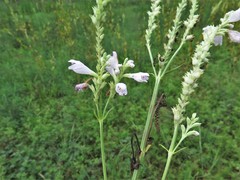 Physostegia digitalis