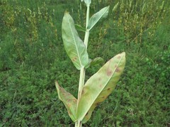 Physostegia digitalis