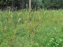 Physostegia digitalis