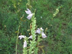 Physostegia digitalis