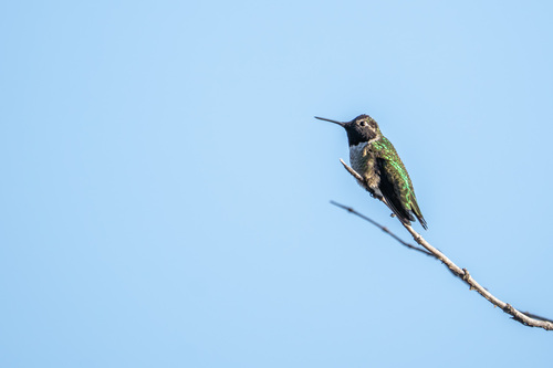 iNaturalist observation photo of Anna's Hummingbird