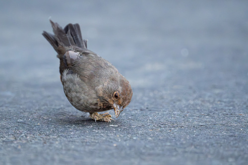 iNaturalist observation photo of California Towhee