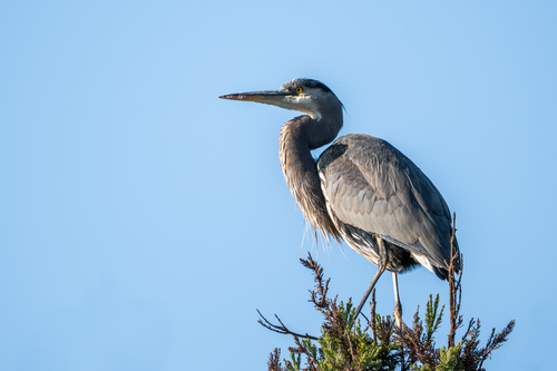 iNaturalist observation photo of Great Blue Heron