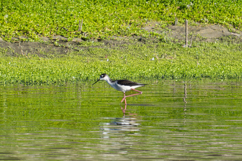 iNaturalist observation photo of Black-necked Stilt