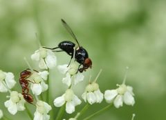 Seioptera vibrans