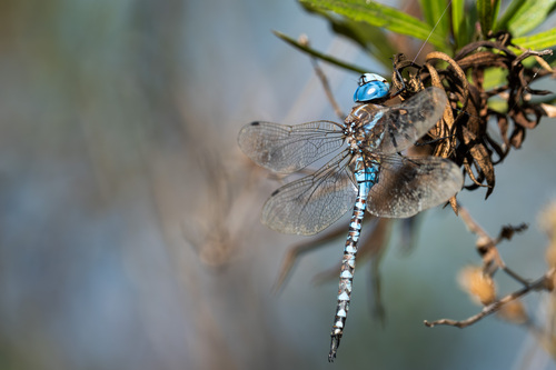 iNaturalist observation photo of Blue-eyed Darner