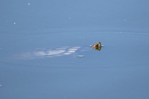 iNaturalist observation photo of Pond Slider