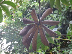 Cecropia