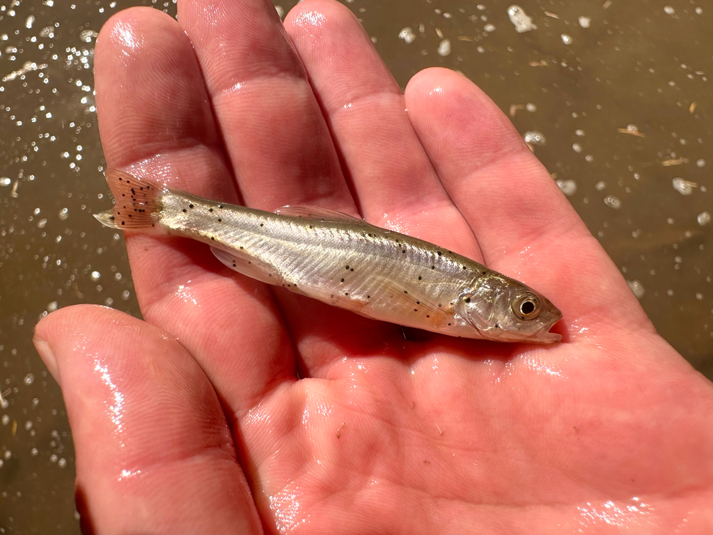 Little Colorado spinedace (Lepidomeda vittata) — Cyprinidae