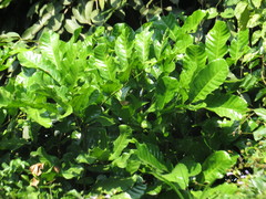 Cupania