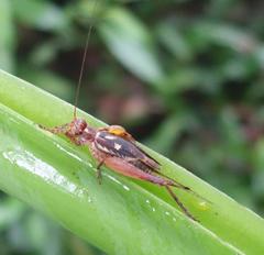 Cardiodactylus guttulus