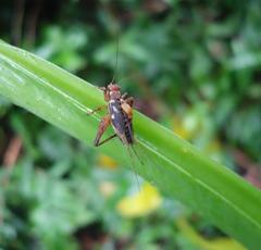 Cardiodactylus guttulus