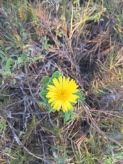 Rayjacksonia phyllocephala