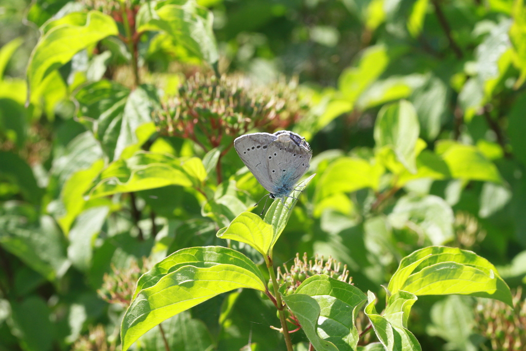 Iolas Blue
