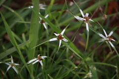 Rhynchospora consanguinea