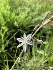 Trachyandra asperata