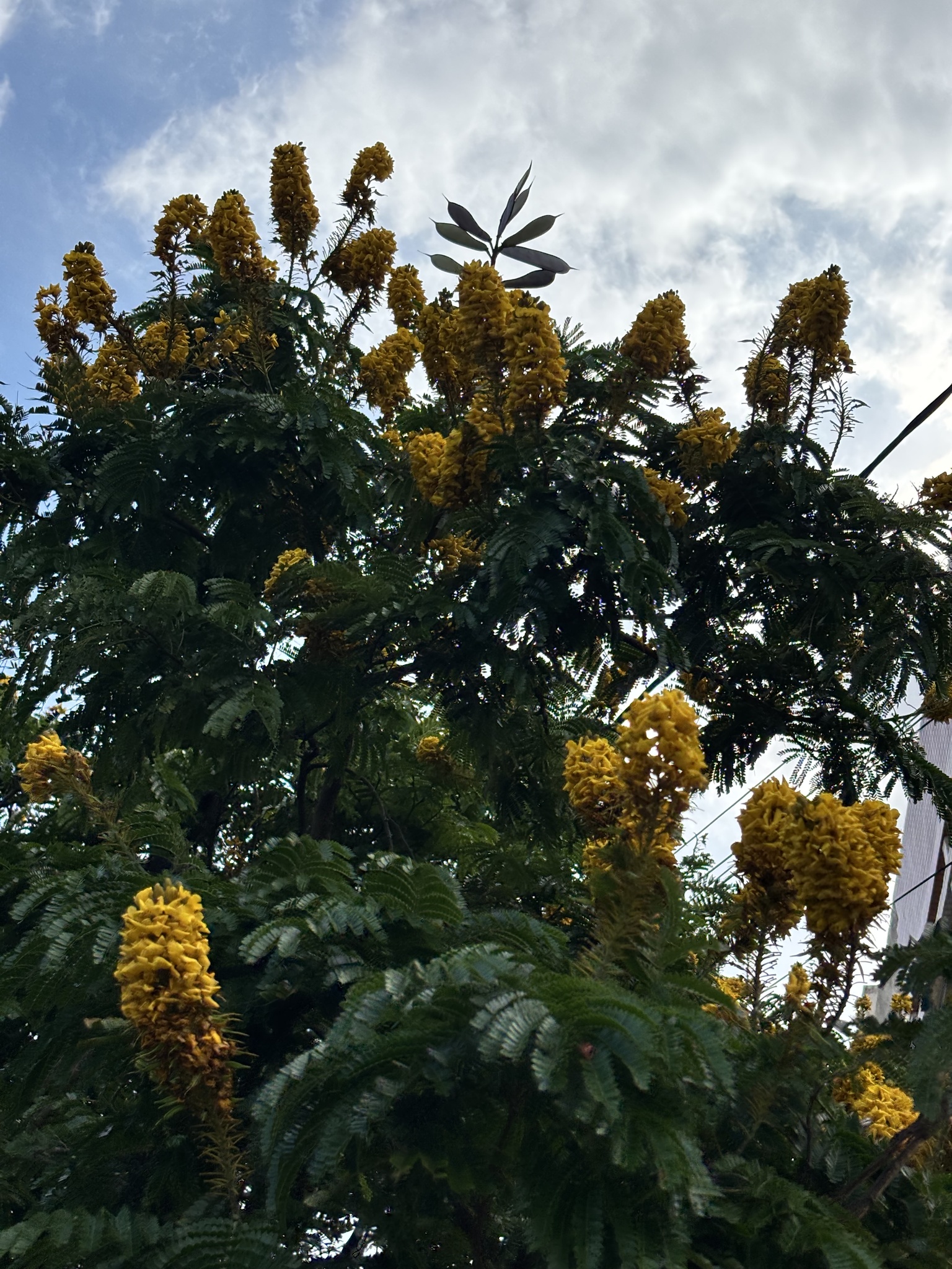 Cenostigma pluviosum