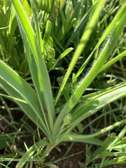 Trachyandra asperata