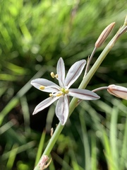 Trachyandra asperata