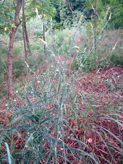 Tragopogon podolicus