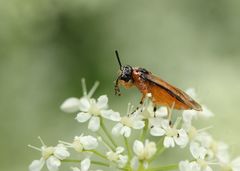 Athalia rosae