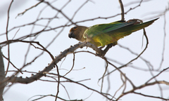 Eupsittula pertinax arubensis