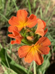 Crossandra greenstockii