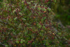 Rosa sericea morrisonensis