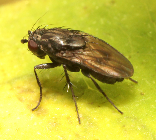 Rachispoda fumipennis