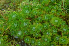 Artemisia morrisonensis